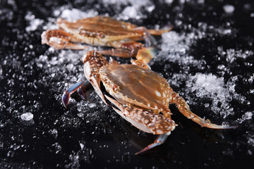 Fresh sea crab with ice in black background