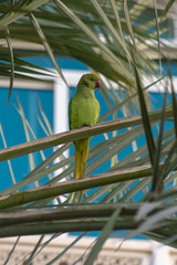 A Rose-Ringed Parakeet sits in a tree in Muscat, Oman