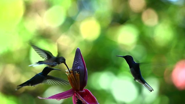 Blue hummingbird Violet Sabrewing flying next to beautiful red flower. Tinny bird fly in jungle. Wildlife in tropic Costa Rica. Two bird sucking nectar from bloom in the forest. Bird behaviour