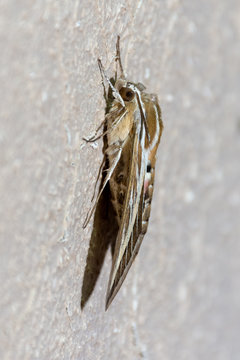 A Silver Striped Hawk Mothor Vine Hawk Moth, rests on a wall. (portrait view) 