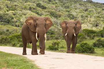 Two huge African elephants walking along a gravel road