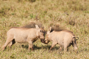 Two young warthogs playing and wrestling