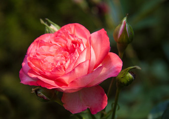 close-up of delicate pink rose