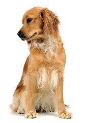 Obraz premium beautyful dog sitting in a white background