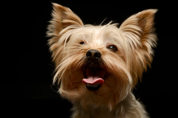 Funny Yorkshire Terrier portrait in dark studio