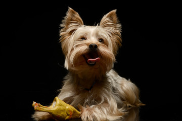 Yorkshire Terrier plays  with a toy chicken in studio