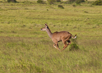 Young Kudu female running through grassland at high speed