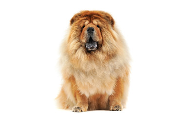 chow chow sitting in a white studio floor