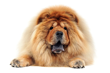 Fototapeta premium chow chow relaxing in the white studio