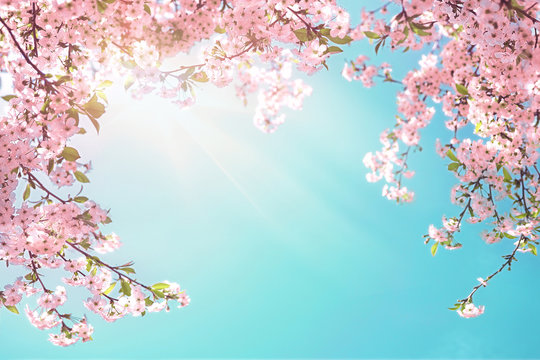 Frame of branches of blossoming cherry against background of blue sky and fluttering butterflies in spring on nature outdoors. Pink sakura flowers soft focus, dreamy romantic  image of spring nature.