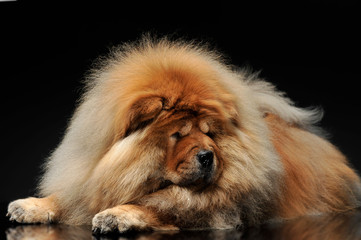 Chow Chow lying and looking down in a dark studio