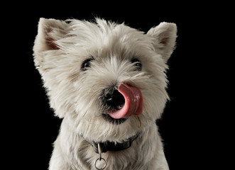 Westy licking lips in dark photo studio