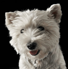 West Highland White Terrier portrait in a  dark background