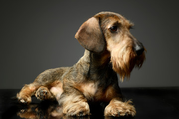 wired haired Dachshund lying on the ground