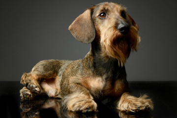 Dachshund looking up in the studio table