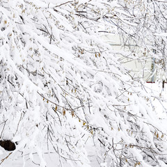 Snow on the tree branches. Winter View of trees covered with sno