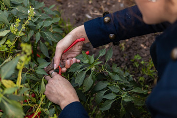 Female young gardener taking care of a red chili pepper plant. Organic vetable garden concept, vegan and vegetarian home habits. Sustainable lifestyle, spring is coming. Healthy vitamins for the body.