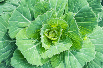 Close up.natural fresh green cabbage (Ornamental Kale) with dew drops for texture.