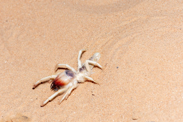 Camel Spider walking through the desert sand in the United Arab Emirates. 