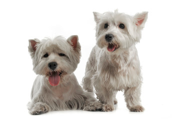 Two West Highland White Terrier are on the white studio floor