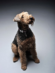  Airdale Terrier is looking up in the studio