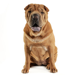 Shar pei sitting in the white studio and looking into the camera