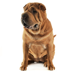 Shar pei sitting in the white studio and looking right