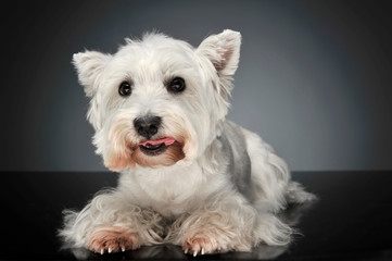 West Highland White Terrier lying in a dark studio