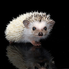 African Hedgehog in the dark photo studio