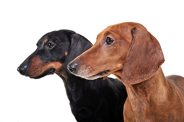 Two Dachshunds watching left in the white studio