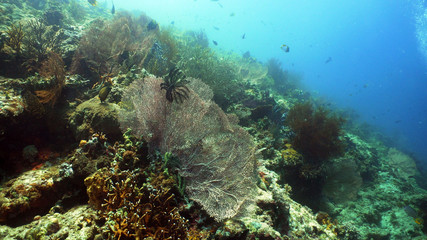 coral reef and tropical fish. underwater world diving and snorkeling on coral reef. Hard and soft corals underwater landscape