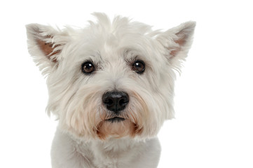 West Highland White Terrier white portrait in studio