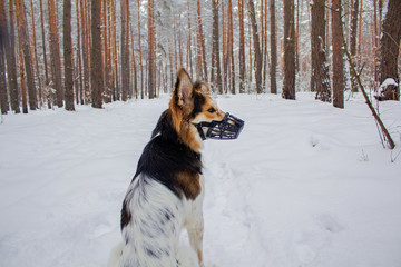Dog in plastic muzzle running in winter forest with snow