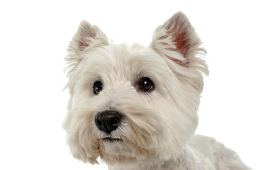 West Highland White Terrier portrait in the white studio