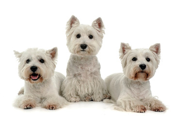 Three West Highland White Terrier on the white studio floor
