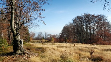 Dry trees during autumn in the mountains