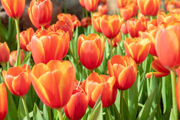 Obraz premium Beautiful red tulip flower in the garden
