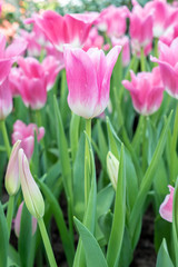 Obraz na płótnie Canvas Beautiful pink tulip flower in the garden. 