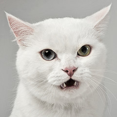 Angry cat looking into the camera in studio