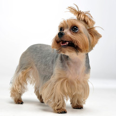 Yorkshire Terrier staying in the dtudio