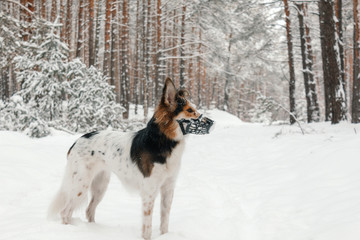 Dog in plastic muzzle running in winter forest with snow