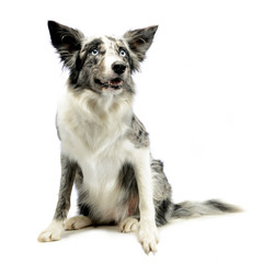Border Collie sitting in the white background