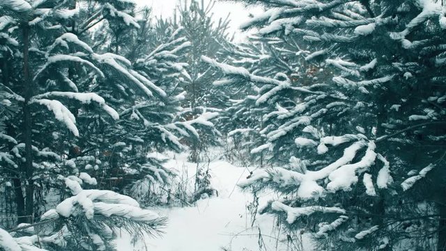 Pine trees brunches in the forest with snow. Nature landscape 4k footage.