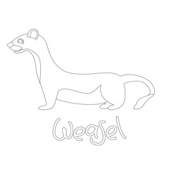 weasel vector illustration,  linig draw  ,profile view