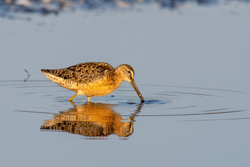 Long-billed dowitcher hunts with its long beak into the calm waters of Burnaby Lake in Burnaby, British Columbia Canada.