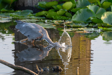 Great Blue Heron plunges into the water to catch a fish on its hunt in British Columbia, Canada.