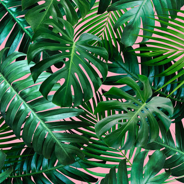 Fototapeta Tropikalne liście na różowym tle