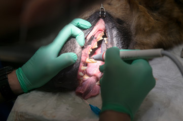 German shepherd treated teeth under anesthesia on operating table in veterinary hospital