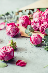 Pink roses in the envelope on a grey background. The concept of spring and Valentines day.
