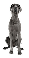 Great Dane sitting in white studio floor